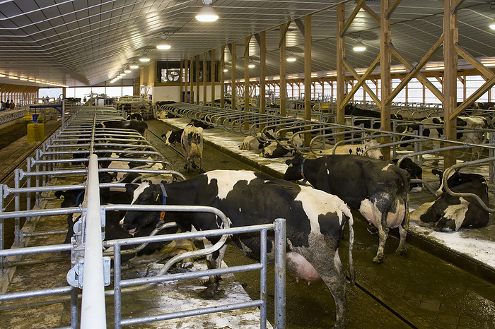America Livestock   Interior of a new hi tech freestall dairy barn with an automated manure cleanout device   near Lancaster, Pennsylvania, USA., by Robert J. Polett   Design Pics