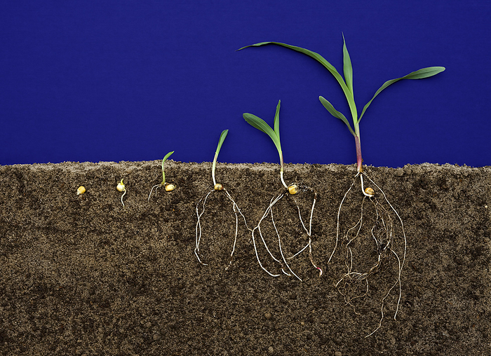 America Agriculture   Grain corn  Zea maize  early growth development stages showing root systems  from left: 1  seed, 2  germinated seed, 3  emergence, 4  further emergence, 5  emergence just prior to V1  leaf collar not yet present , 6  V2   Wisconsin, USA., by Wolfgang Hoffmann   Design Pics
