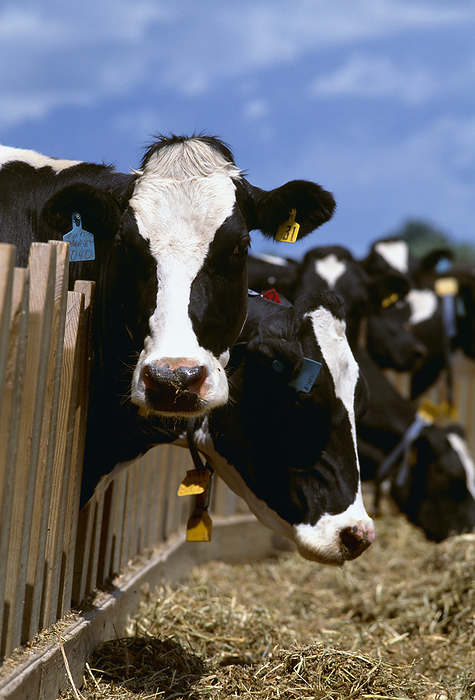 America Livestock   Holstein dairy cows feeding at a dairy feed bunk   Minnesota, USA., by Steve Woit   Design Pics