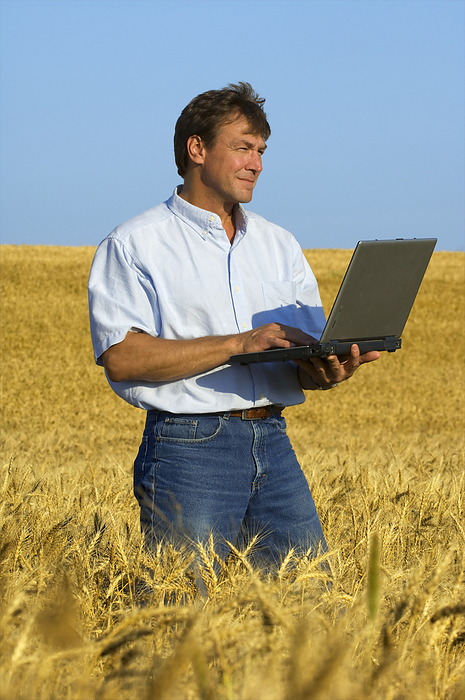 America Agriculture   A farmer observes his mature wheat crop and enters crop data into his laptop computer   near Hoffman, Minnesota, USA., by Steve Woit   Design Pics