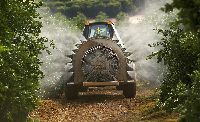 America Agriculture   A fan jet sprayer applies a copper fungicide in a Navel orange grove in late Autumn to prevent Brown rot from occurring later in the growing season   Tulare County, California, USA., by Dave Thurber   Design Pics