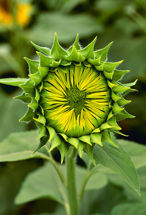 America Agriculture   Closeup of an immature sunflower   Wisconsin, USA., by Wolfgang Hoffmann   Design Pics