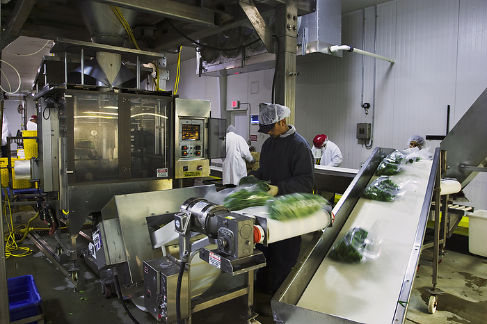 America Agriculture   Interior of a bagged salad processing plant  machinery that fills and seals processed salad bags   near Salinas, Monterey County, California, USA., by Ed Young   Design Pics