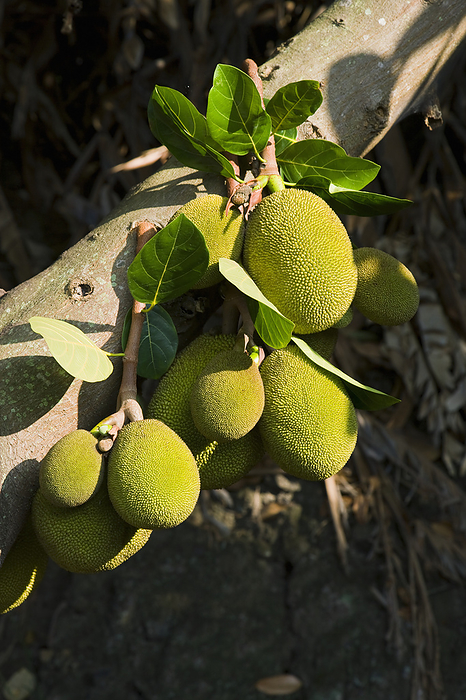 Hawaii Agriculture   Maturing jackfruit on the tree   Kona, Hawaii, USA., by Alvis Upitis   Design Pics