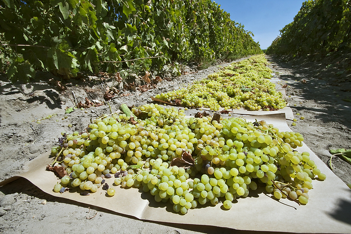 America Agriculture   Harvested Thompson Seedless grapes laid out on paper trays for drying into raisins   near Dinuba, California, USA., by Steve Goossen   Design Pics