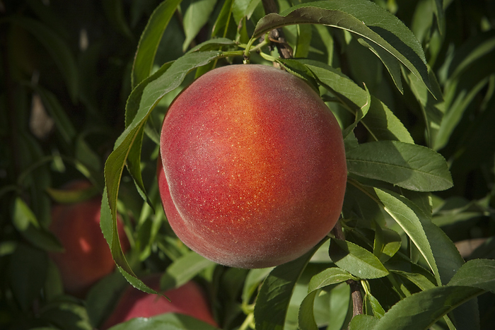 America Agriculture   Closeup of a July Flame yellow flesh peach on the tree, ripe and ready for harvest   near Dinuba, California, USA., by Steve Goossen   Design Pics