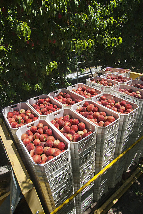 America Agriculture   Freshly harvested peaches in totes on a trailer in the orchard, ready to be transported to the cooling facility   near Dinuba, California, USA., by Steve Goossen   Design Pics