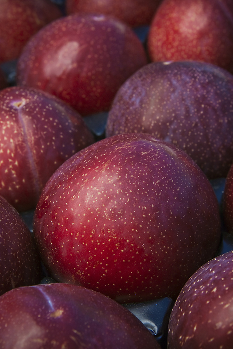 America Agriculture   Closeup of Flavor King pluots, packed in a pan a tray, ripe and ready for shipping   near Dinuba, California, USA., by Steve Goossen   Design Pics