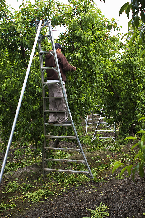 America Agriculture   Field worker on a ladder thinning nectarine trees in Spring. Removing a portion of the fruit from the trees results in larger yields of better quality fruit   near Dinuba, California, USA., by Steve Goossen   Design Pics