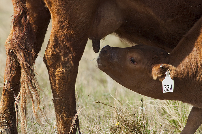 Livestock - Crossbred beef range calf just beginning to nurse it, by Sam Wirzba / Design Pics