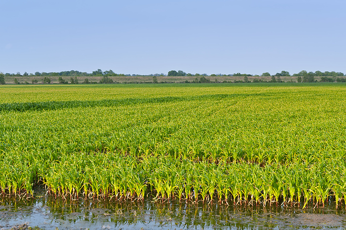 Agriculture - Corn drowning in water seeping under the Mississippi River levee in May, 2011. High water inside the levee system can be forced into lower fields through hydraulic pressure causing soil saturation up to 1/4 mile from the base of the levee /, by T. C. Knight / Design Pics