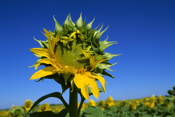 America Agriculture   Partially opened sunflower, grown for oilseed production   Newton, Kansas, USA., by Larry Fleming   Design Pics