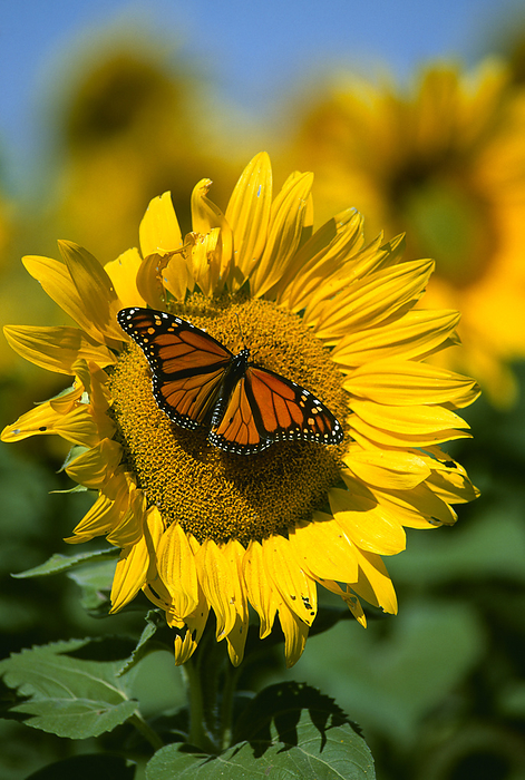 America Agriculture   Sunflower, with Monarch Butterfly, sunflowers grown for oilseed production   Newton, Kansas, USA., by Larry Fleming   Design Pics