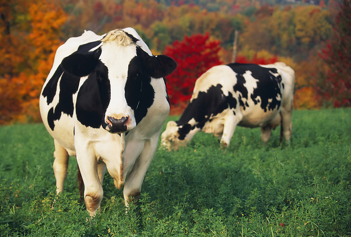 America Livestock   Holstein dairy cows in a pasture of alfalfa with Autumn colors behind   New York, USA., by Lynn Stone   Design Pics