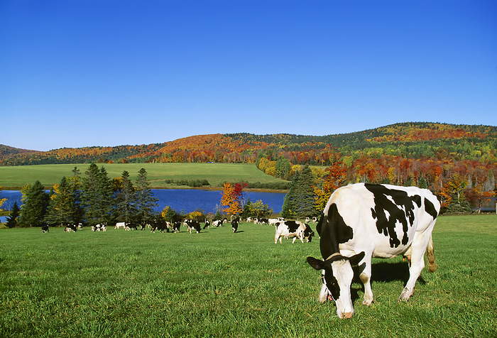 America Livestock   Holstein dairy cows grazing in a pasture with a lake and Fall colors in the background   West Danville, Vermont, USA., by Lynn Stone   Design Pics