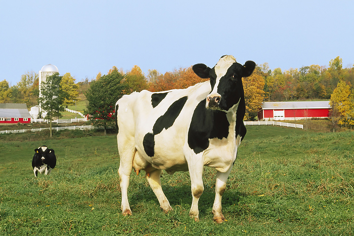 America Livestock   A Holstein dairy cow on a green pasture with dairy buildings in the background   New York, USA., by Lynn Stone   Design Pics