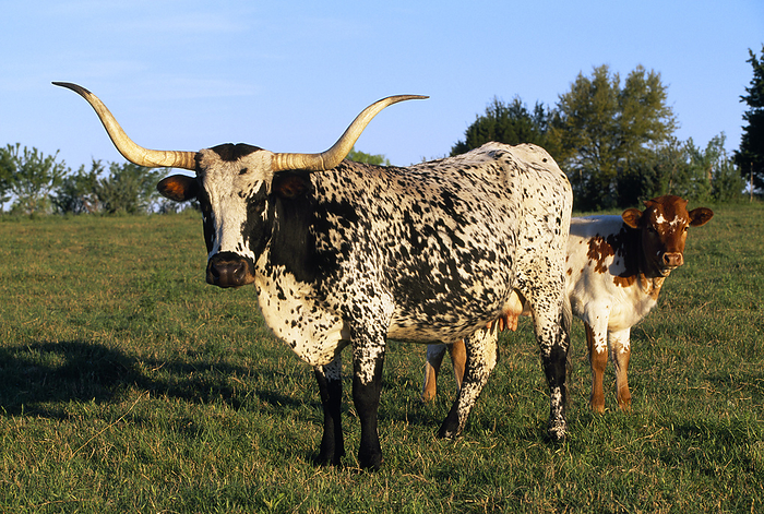 America Livestock   Texas Longhorn cow and calf on a green pasture   Texas Hill Country, Texas, USA., by Lynn Stone   Design Pics