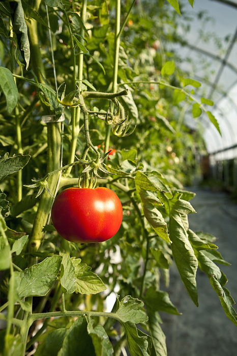America Agriculture   Mature Fresh Market hydroponic tomato on the vine growing in a greenhouse at a local family produce farm   Little Compton, Rhode Island, USA., by Marianne Lee   Design Pics