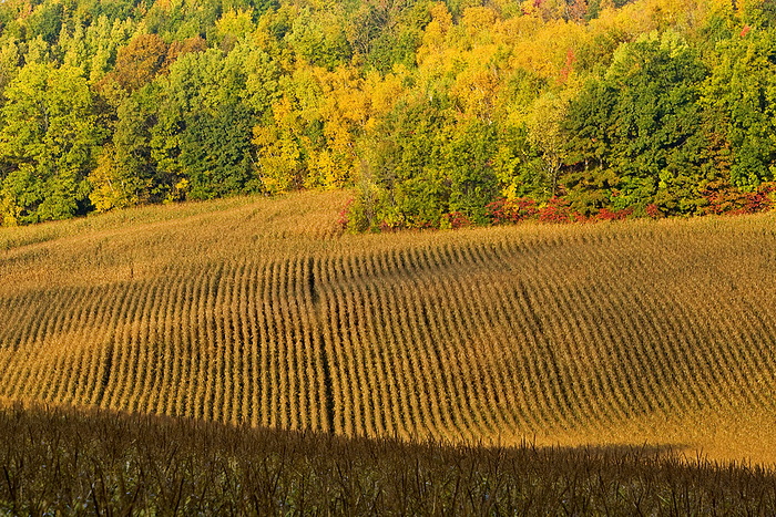 America Agriculture   Rolling hillside mature grain corn field in Autumn just prior to harvest   near Chippewa Falls, Wisconsin, USA., by Chuck Haney   Design Pics