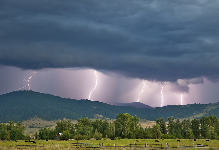 America Livestock   Multiple lightning strikes along a ridgetop produced by a strong thunderstorm   Jocko Valley, near Arlee, Montana, USA., by Chuck Haney   Design Pics