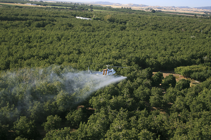 America Agriculture   Aerial chemical application by a helicopter over a walnut orchard in late Summer   California, USA., by Kenny Calhoun   Design Pics