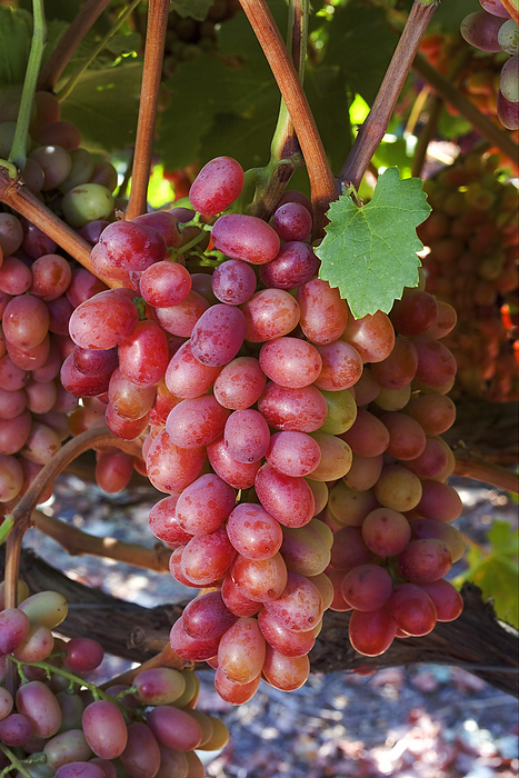 America Agriculture   Clusters of mature, harvest ready, Crimson Seedless table grapes hang from the vines in late summer   Tulare County, California, USA., by Dave Thurber   Design Pics