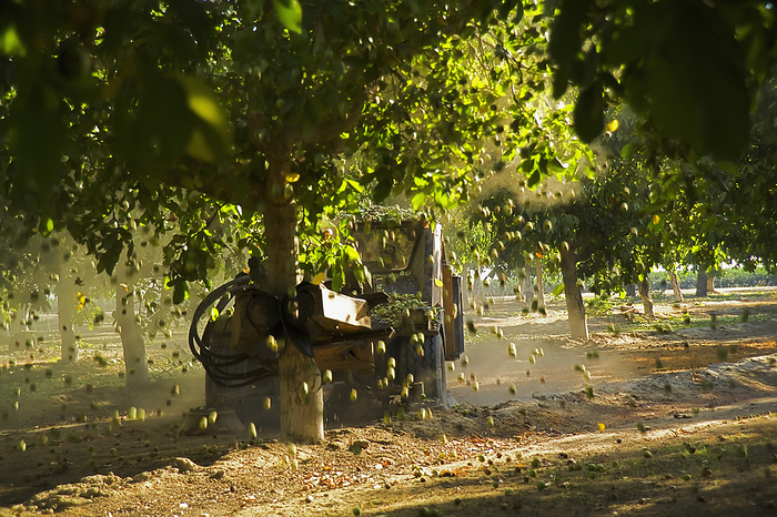 America Agriculture   Mature walnuts are shaken from the trees during the harvest by a mechanical nut tree shaker. The fallen walnuts will be swept into rows and gathered by a vacuum type machine   Tulare County, California, USA., by Dave Thurber   Design Pics