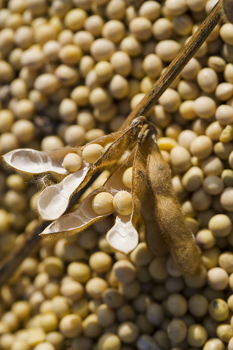 America Agriculture   Freshly harvested soybeans in a grain wagon with a soybean stalk and pods laying on top   near Northland, Minnesota, USA., by Richard Hamilton Smith   Design Pics
