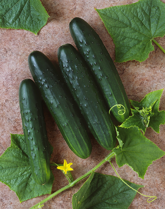 Agriculture - Cucumbers On A Brown Textured Surface; General Lee Variety, Studio., by Ed Young / Design Pics