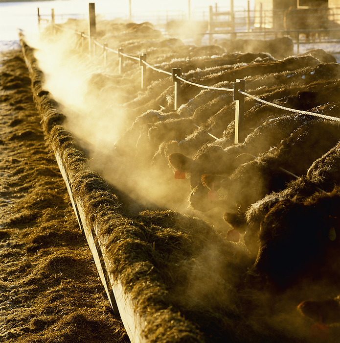 Canada Livestock   Crossbred beef cattle feed on silage at a beef feedlot on a cold day   Ontario, Canada., by Carroll   Carroll   Design Pics