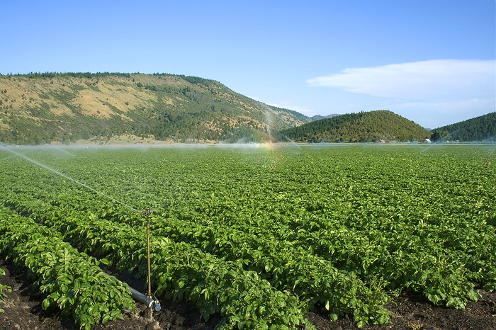 America Agriculture   Mid growth potato field being sprinkler irrigated   Northern California, USA., by Kathy Coatney   Design Pics