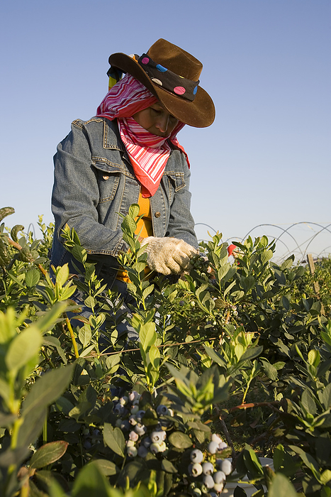 America Agriculture   A woman field worker harvests blueberries in late Spring early morning light   near Delano, San Joaquin Valley, California, USA., by Ed Young   Design Pics