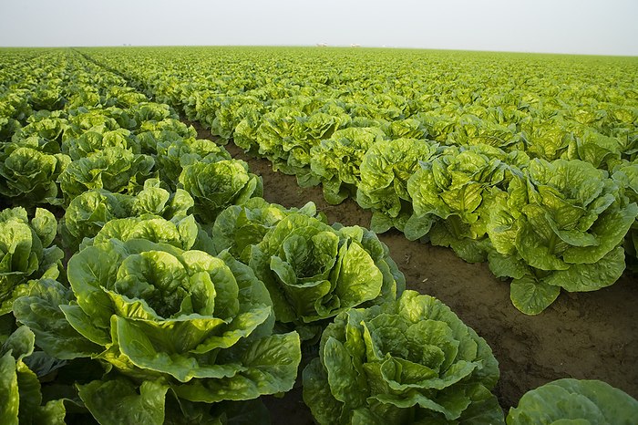 America Agriculture   Low angle view of a large field of healthy mature Romaine lettuce showing few skips in the rows and a very even growth regulation   near Five Points, San Joaquin Valley, California, USA., by Ed Young   Design Pics