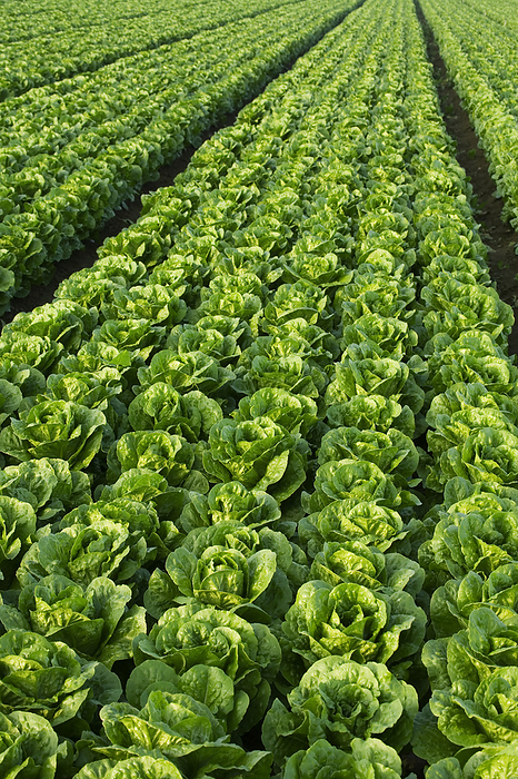 America Agriculture   Rows of healthy mature Romaine lettuce showing few skips in the rows and a very even growth regulation   near Five Points, San Joaquin Valley, California, USA., by Ed Young   Design Pics