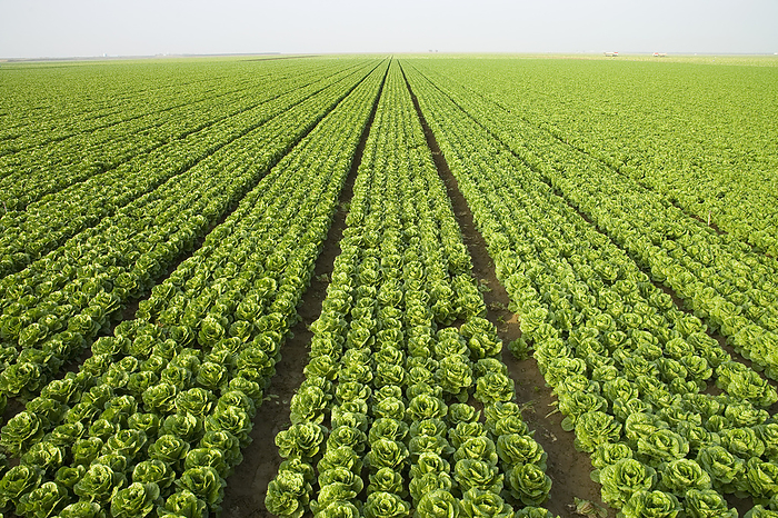 America Agriculture   Large field of healthy mature Romaine lettuce showing few skips in the rows and a very even growth regulation   near Five Points, San Joaquin Valley, California, USA., by Ed Young   Design Pics