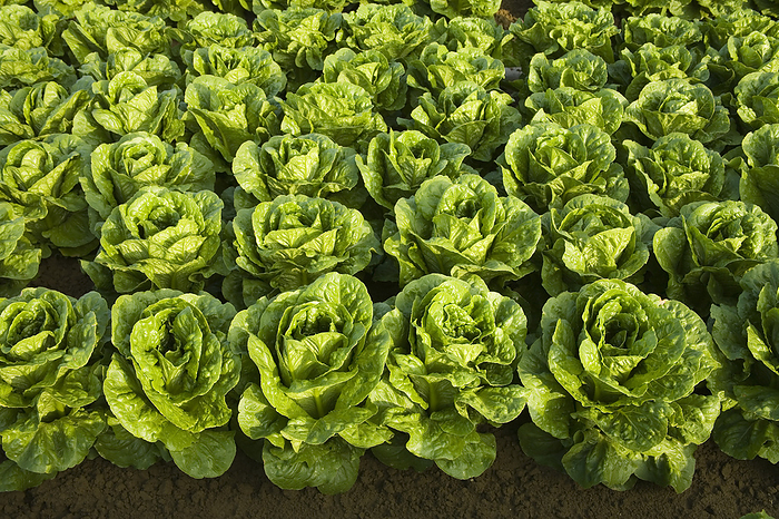America Agriculture   Rows of healthy mature Romaine lettuce showing few skips in the rows and a very even growth regulation   near Five Points, San Joaquin Valley, California, USA., by Ed Young   Design Pics