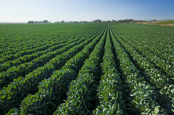 America Agriculture   Field of healthy mid growth Brussels sprouts   near Watsonville, California, USA., by Ed Young   Design Pics
