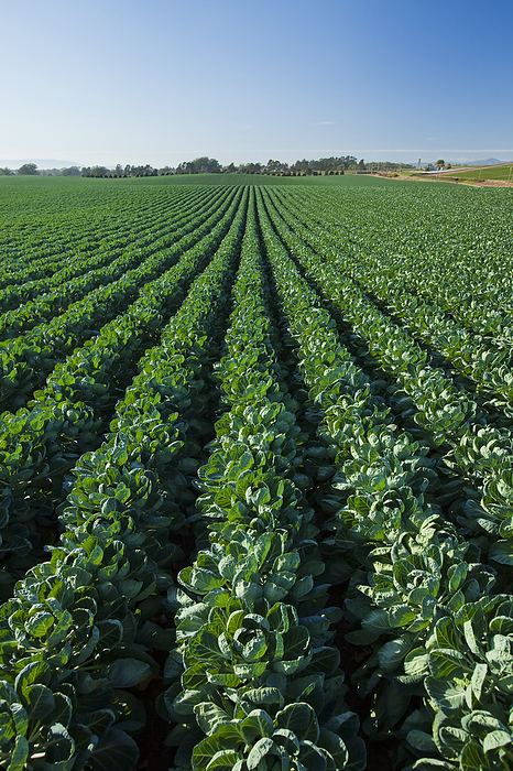 America Agriculture   Field of healthy mid growth Brussels sprouts   near Watsonville, California, USA., by Ed Young   Design Pics