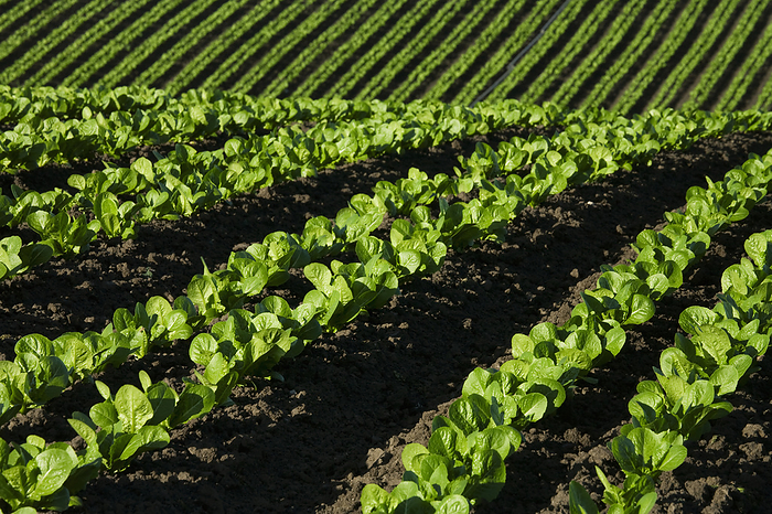 America Agriculture   Rows of immature Romaine lettuce in a rolling field   Salinas Valley, California, USA., by Ed Young   Design Pics