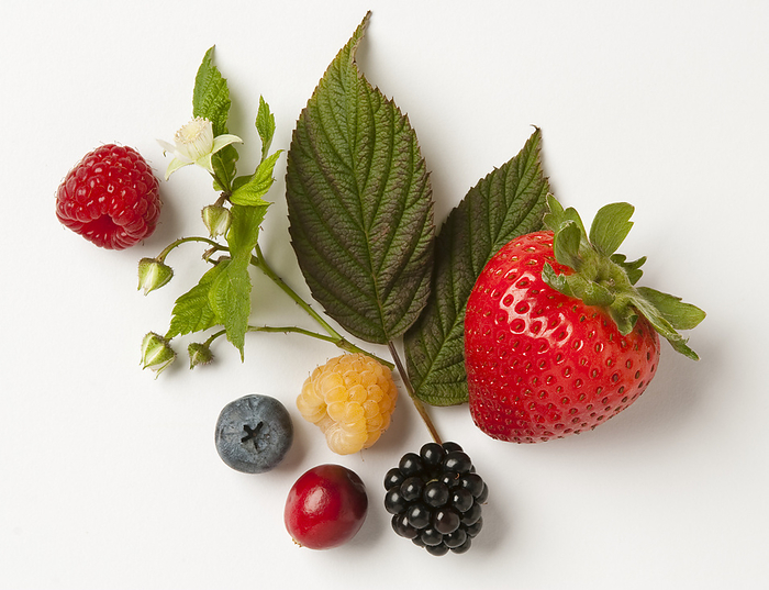 Agriculture - Mixture of berries: strawberry, red and golden raspberries, blackberry, blueberry and cranberry with leaves and blossoms, on white., by Ed Young / Design Pics