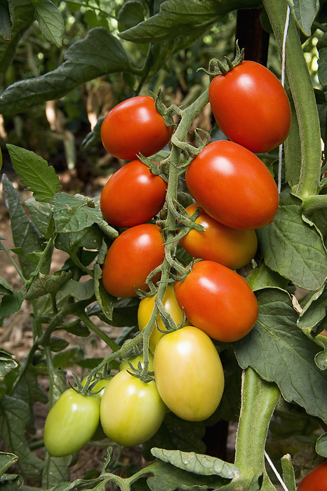 America Agriculture   Cluster of red mature and green maturing Roma tomatoes on the vine   San Joaquin Valley, California, USA., by Ed Young   Design Pics