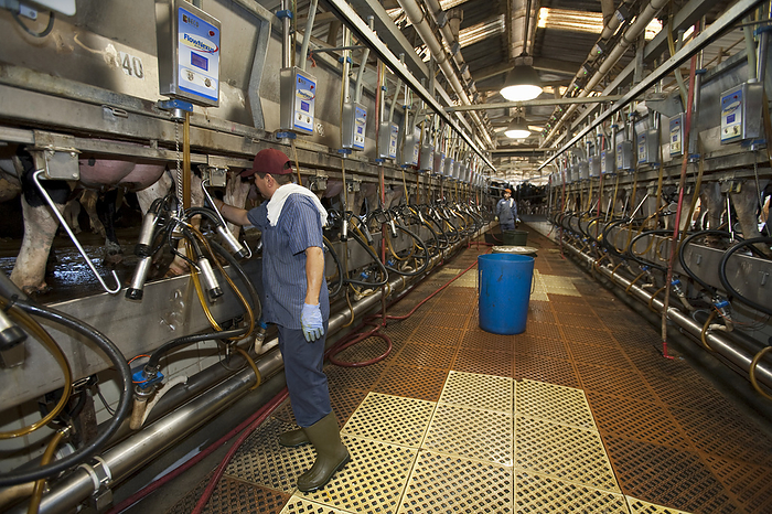 America Livestock   Workers perform milking operations in the interior of a dairy parlor at a large California dairy   San Joaquin Valley, California, USA., by Ed Young   Design Pics