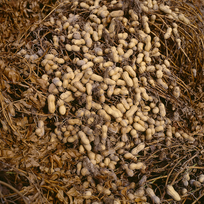 Agriculture - Inverted Peanut Plants, Dried And Ready For Harvest / Georgia, Usa., by Harris Barnes, Jr. / Design Pics
