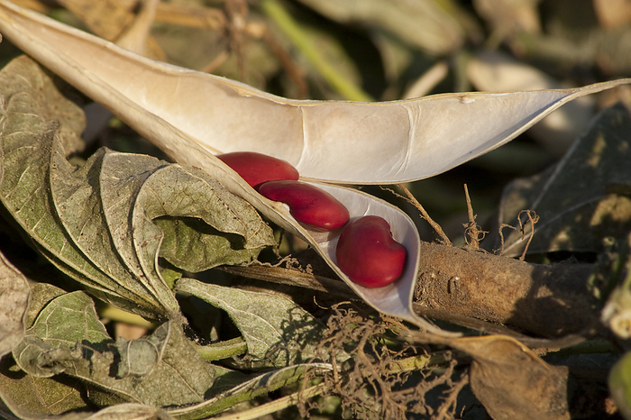 America Agriculture   Closeup of kidney beans, cut and windrowed for drying before harvest, with one pod cracked open revealing the mature red beans   Tehama County, California, USA., by Kathy Coatney   Design Pics