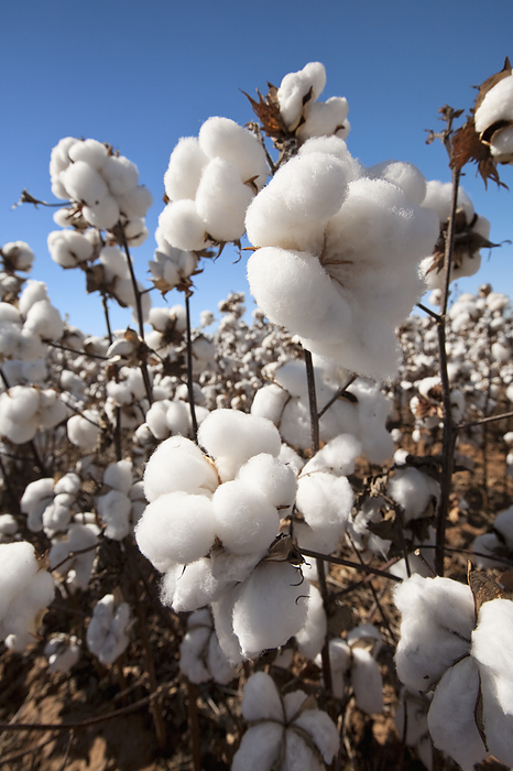 America Agriculture   Mature open high yield stripper cotton bolls at harvest stage   West Texas, USA., by Bill Barksdale   Design Pics
