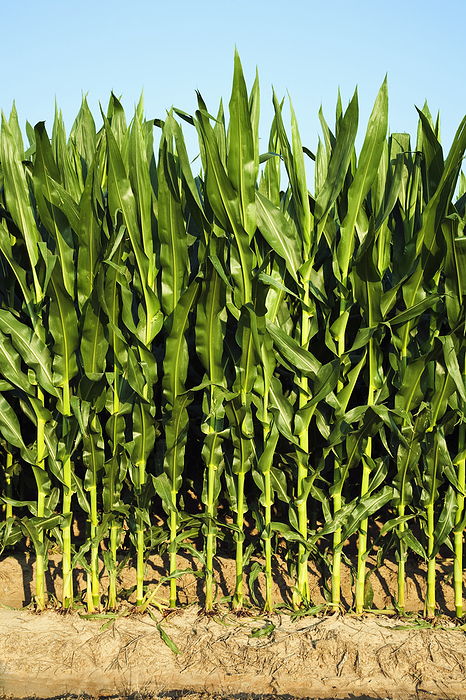 Agriculture - Sideview of a row of mid growth grain corn plants at the pre tassel stage / near England, Arkansas, USA., by Bill Barksdale / Design Pics