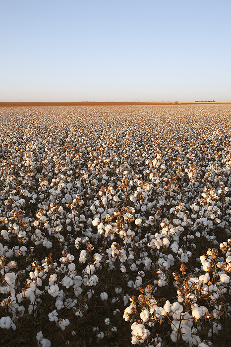 America Agriculture   Large field of mature defoliated high yield stripper cotton at harvest stage in late afternoon Autumn light. This crop has a yield potential of 3 to 4 bales per acre   West Texas, USA., by Bill Barksdale   Design Pics