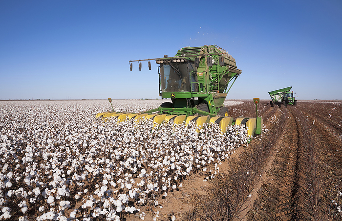 America Agriculture   An 8 row John Deere cotton stripper harvests a field of mature high yield stripper cotton, with a tractor and boll wagon coming up from behind   West Texas, USA., by Bill Barksdale   Design Pics