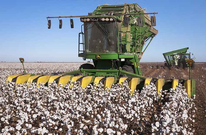 America Agriculture   An 8 row John Deere cotton stripper harvests a field of mature high yield stripper cotton, with a tractor and boll wagon coming up from behind   West Texas, USA., by Bill Barksdale   Design Pics
