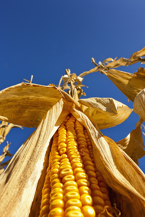America Agriculture   View looking up at an ear of mature harvest stage grain corn on the stalk with the husk pulled back exposing the kernels   near Nerstrand, Minnesota, USA., by Richard Hamilton Smith   Design Pics